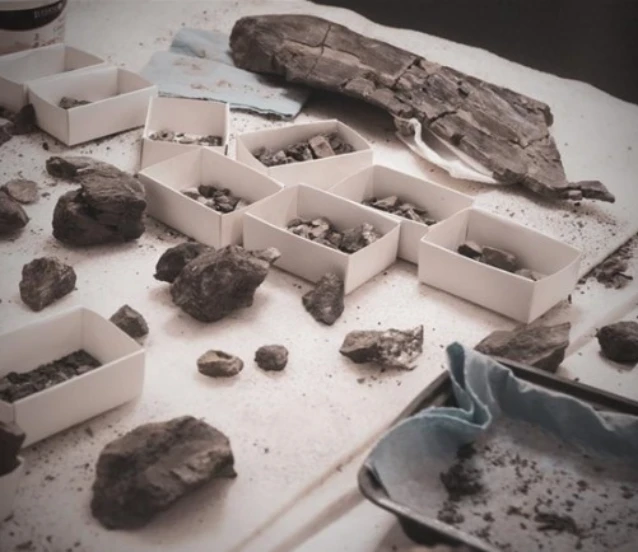 Moğolistan’da yeni dinozor türü keşfi!