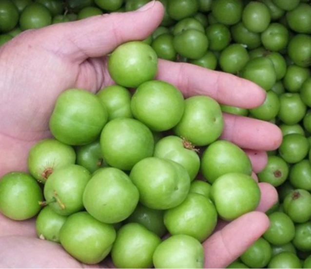 Mut’ta erkenci erik hasadı başladı! Ürünler iç ve dış pazara gidiyor