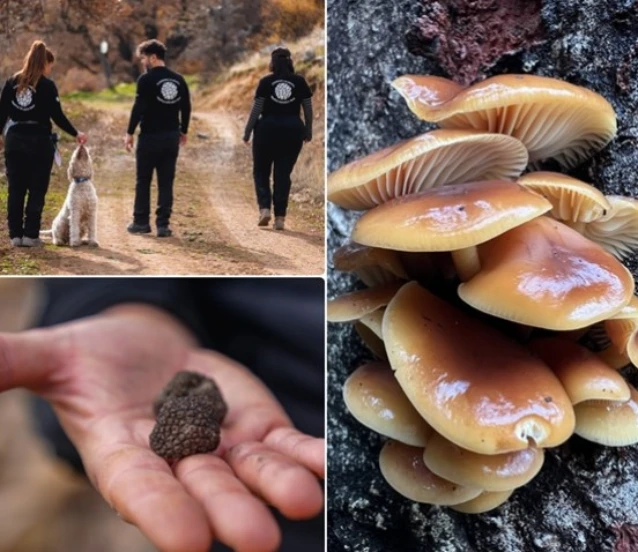 Nallıhan'da tespit edilen 120 tür mantar yapay zekayla sınıflandırılıyor