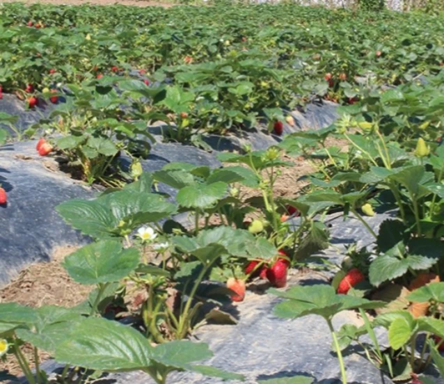 Organik tarım üretimi 1,3 milyon tonu aştı