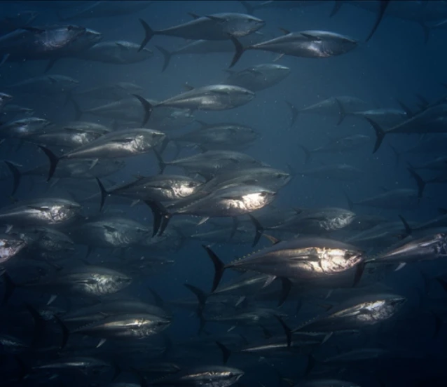 Orkinos avcılığında mevcut kota sistemi üç yıl daha sürecek
