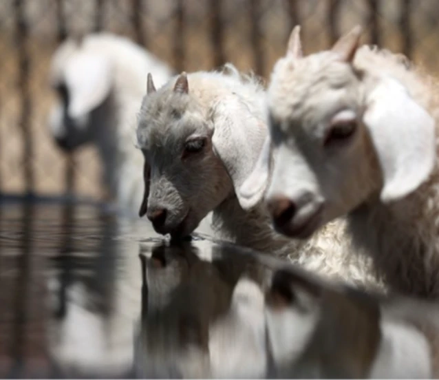 Tarım ve Orman Bakanlığı 1600 koyun ve koç alacak