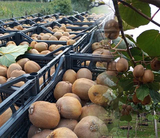 Samsun'da kivi hasadı başladı! Şenlikle karışladı
