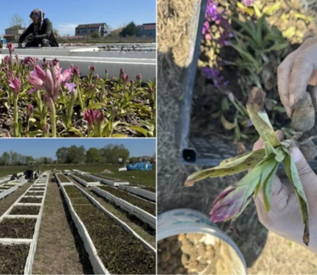 Samsun'da özel izinle üretilen salep orkidesinde hasat mesaisi