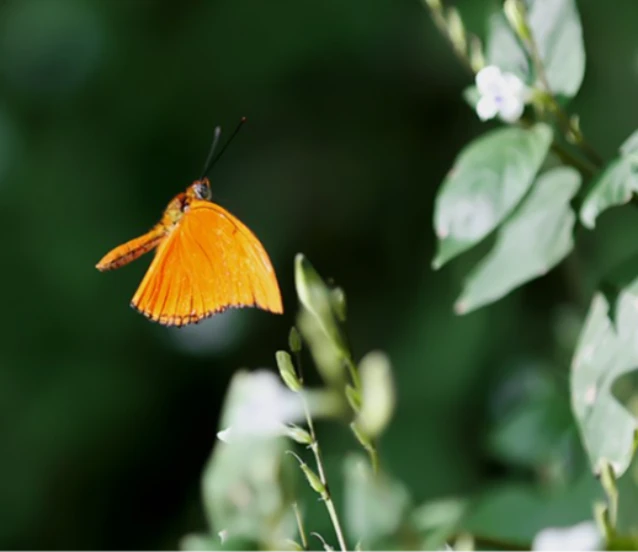 Şebiarus ziyaretçileri kelebeklerin tropikal dünyasını da keşfedecek