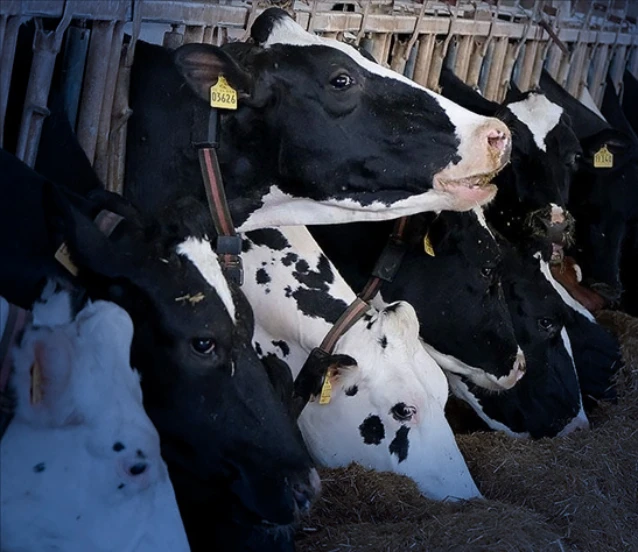 Sektörden net mesaj: Et ve sütte arz sıkıntısı beklenmiyor