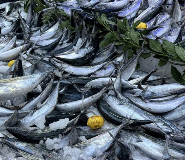 Sinop’ta balıkçıların yüzü güldü: Bir gecede 3 bin 200 palamut avlandı
