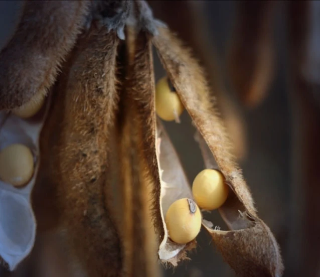 Soya fasulyesi ABD ve Çin için neden bu kadar önemli?
