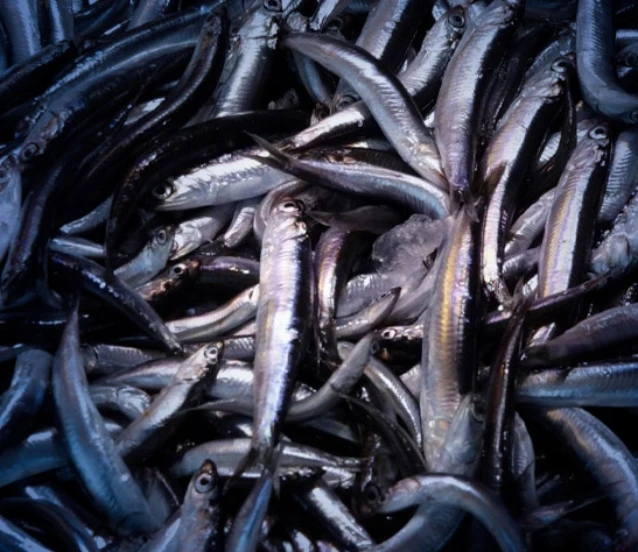 Su ürünleri ihracatında cumhuriyet tarihi rekoru