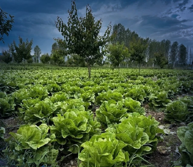 Tarımda teknolojik dönüşüm: Bakanlıktan 'akıllı tarım' odaklı projelere hibe desteği