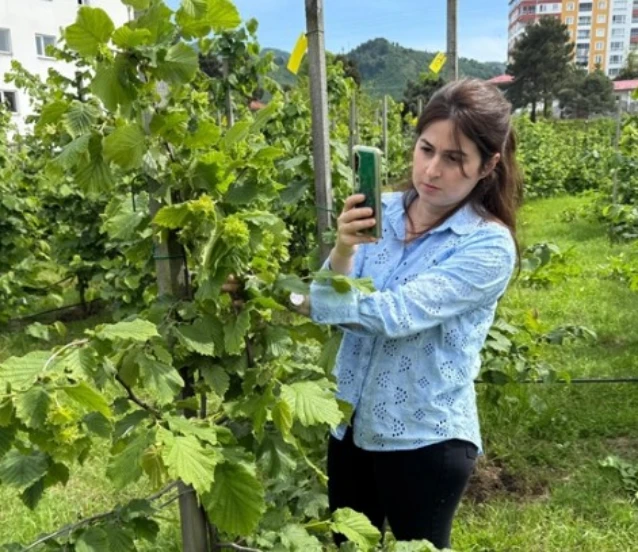 Tescilli Giresun tombul fındığında yeni dikim uygulamaları verimi artırdı