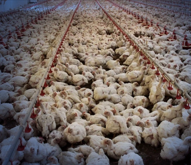 Ticaret Bakanlığı’ndan tavuk ihracatı açıklaması: 'Süreç hassasiyetle izleniyor'