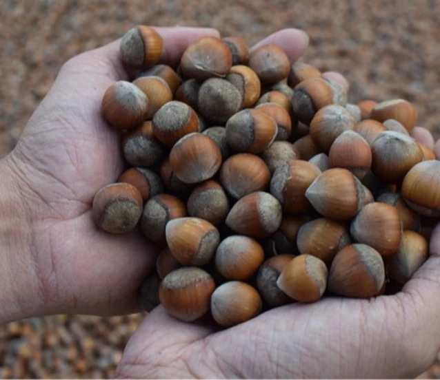 Ticaret borsalarında 7 ayda 260 bini aşkın fındık işlem gördü