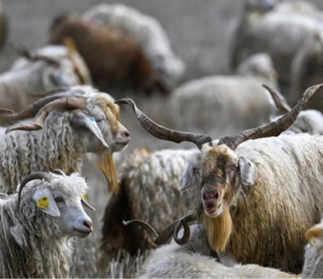 Tiftiğin ekonomiye kazandırılması için destek mekanizmaları geliştirilecek