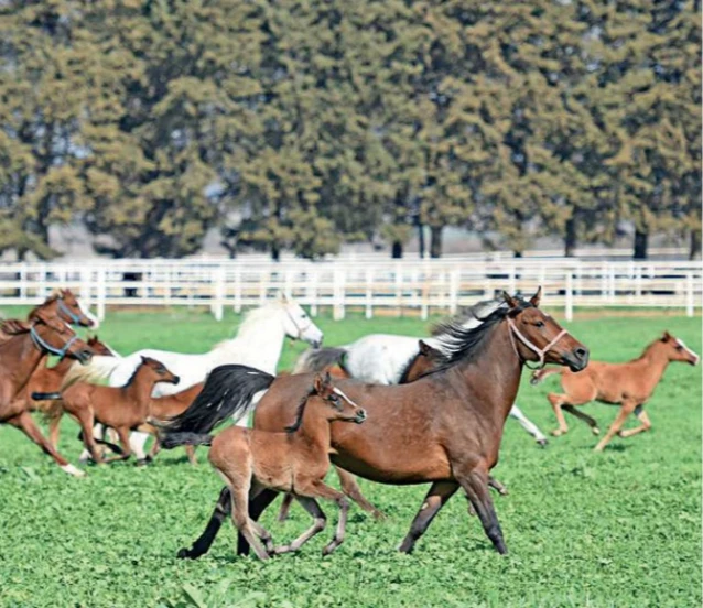 TİGEM Arap koşu tayı satacak: Geçici teminat 300 bin lira