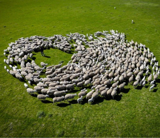 TİGEM Karacabey’de kuzu doğumlarında ikizlik oranı yüzde 40’ı aştı