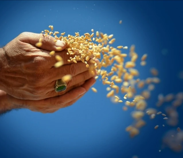 TMO'nun 2026 alım hedefi: 3,5 milyon ton buğday, 1,5 milyon ton mısır