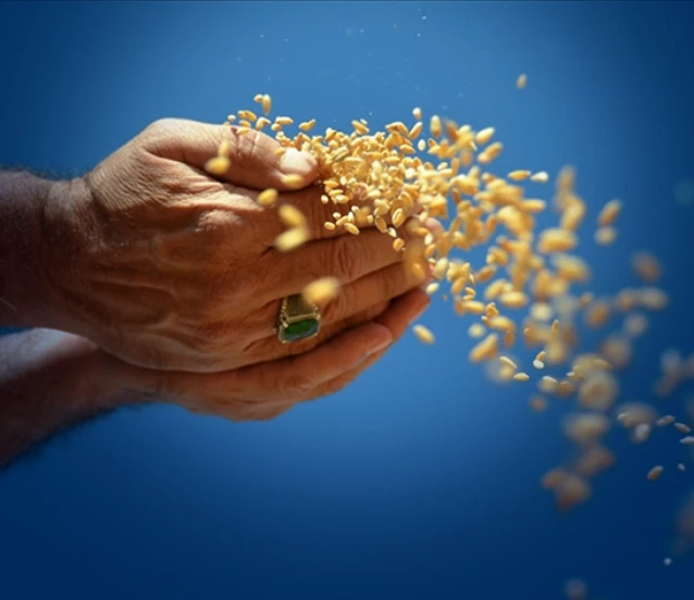 TMO’nun 2026 hedefi açıklandı! 3,5 milyon ton buğday, 1,5 milyon ton mısır