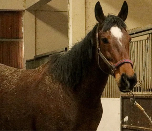 TMSF’den açık artırma ilanı: Safkan İngiliz kısrak ve tay satılacak