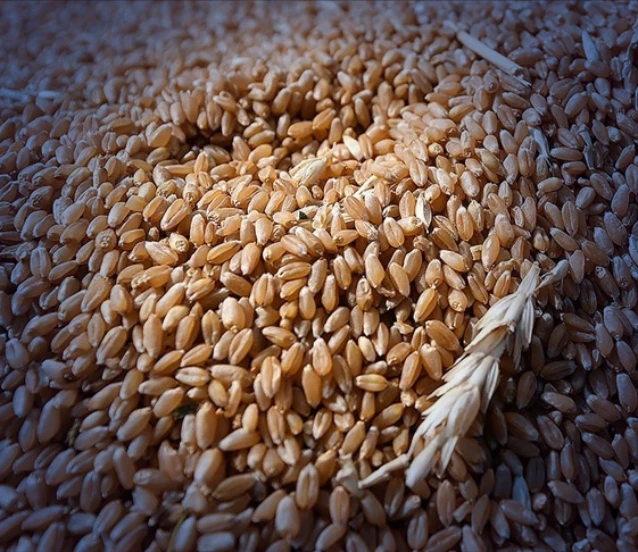 Tohum sertifikasyonu için yeni adım: Tohumluk yönetim sistemi kuruluyor