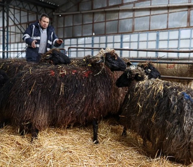 Torosların kadim ırkı korunuyor: Güney Karaman koyunu yeniden çoğaltılıyor
