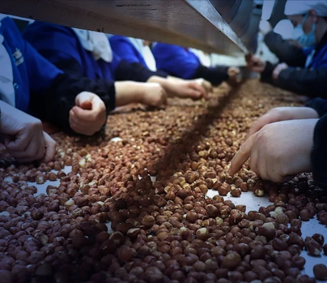 Türk fındığına Hindistan pazarından büyük talep
