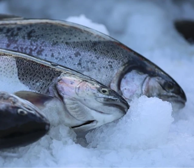 Türk somonu ihracatında hedef büyüyor