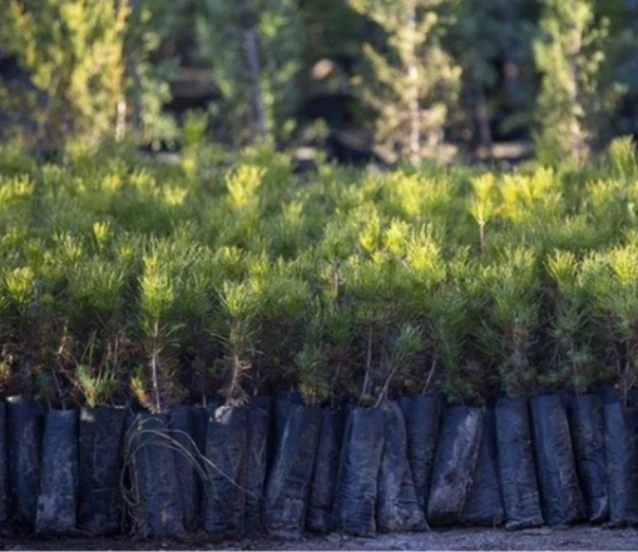 Türkiye’de ağaçlandırmada rekor yıl