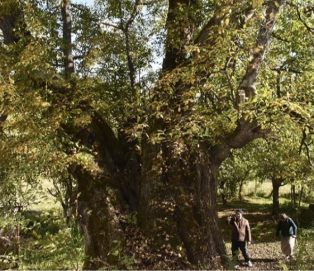 Türkiye’de doğal miras koruma altında: 10 bin 503 anıt ağaç tescillendi