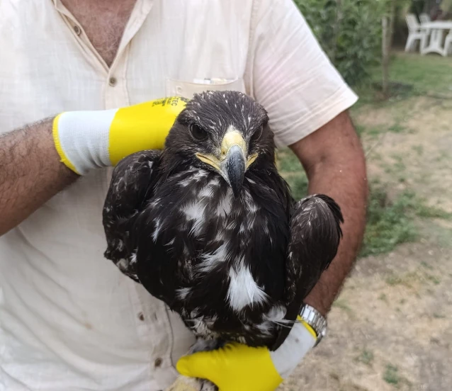 Türkiye'de kaya kartalı göründü! Bitkin olan hayvan koruma altına alındı