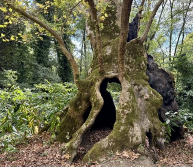 Türkiye'nin en yaşlı çınarı İstanbul'da: Kentin hafızası köklerinde yaşıyor