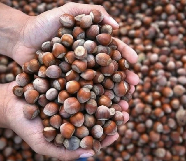 Türkiye’nin fındık ihracat geliri geriledi