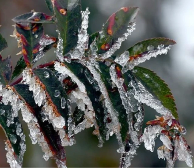 Uzmanlar zirai dona karşı uyardı! Bölgeye göre üretim gelmeli