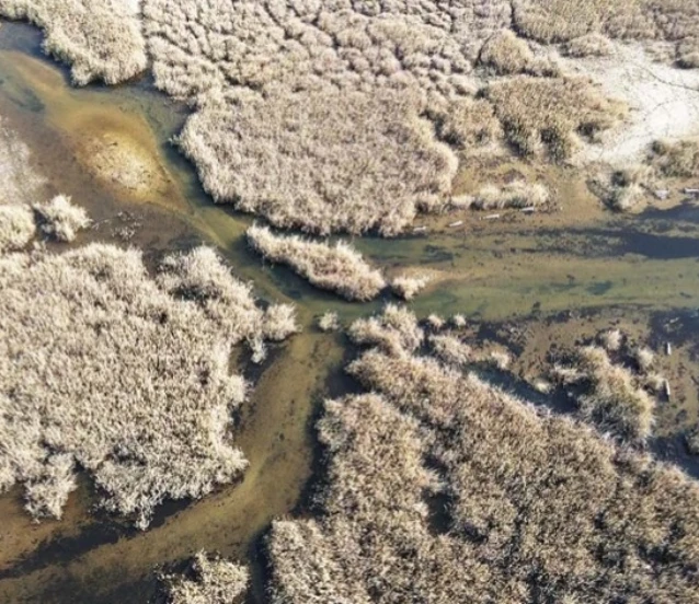 Yağışlarla nefes alan Bafa Gölü'nde doğal yaşam yeniden canlandı