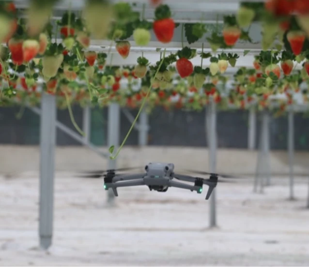 Yapay zeka destekli topraksız serada üretilen çilek 7 ülkeye ihraç edildi