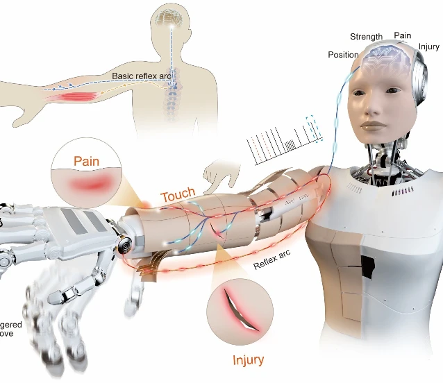 Yeni robotik deri: İnsansı robotlar acıyı hissedip tepki verecekler