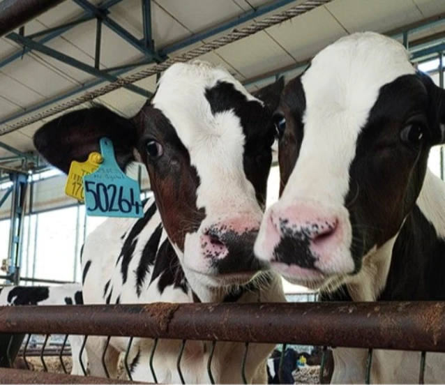 Büyükbaşta doğum oranını artıran kit dünyaya açılıyor