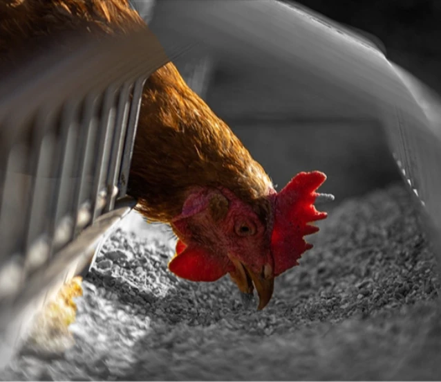 Yumurtacı tavukların kafes standartlarında değişikliğe gidildi