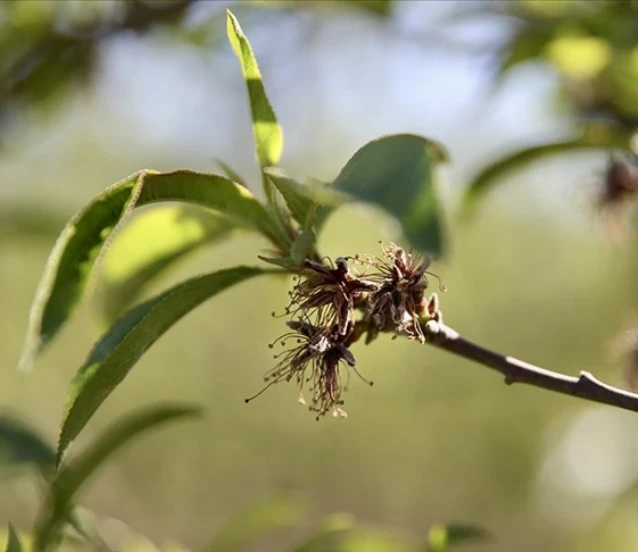 Zirai dondan etkilenen üreticilere 1,7 milyar lira yeni destek ödemesi