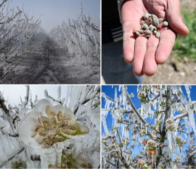 Zirai dondan etkilenen üreticilere yeni destek