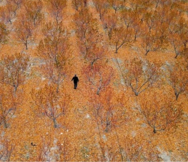 Zirai donun zararı TARSİM tarafından karşılandı