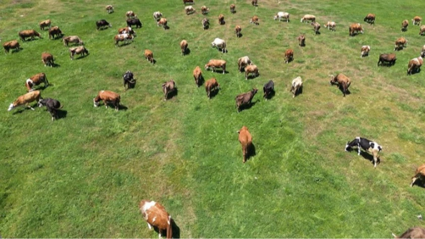 10 soruda Kırsalda Bereket Projesi: Kimler başvuracak, ne destek verilecek?