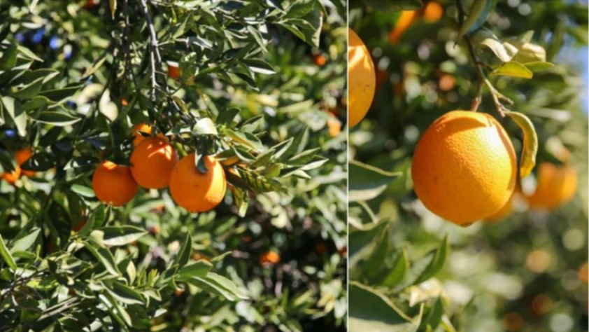 17 yıl önce AB'den Coğrafi işaret aldı! Talep her geçen yıl artıyor