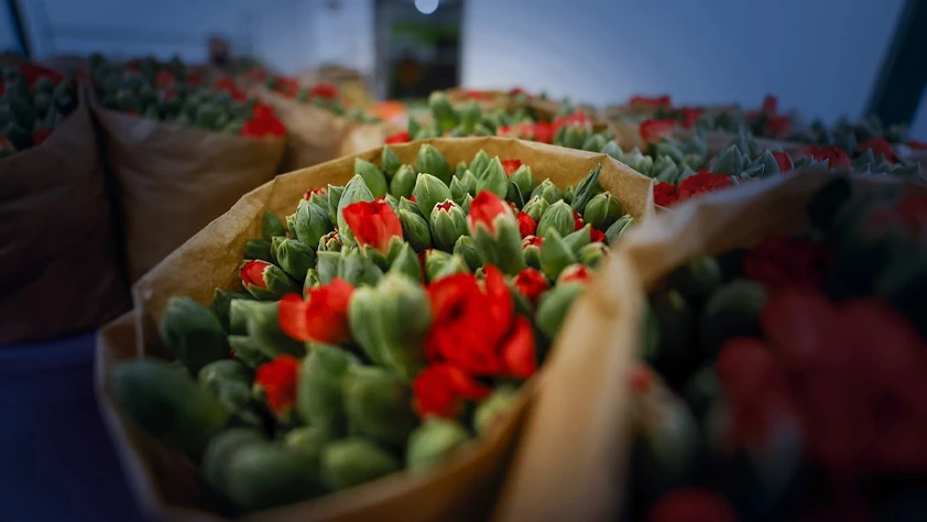35 ülkenin yılbaşı sofralarını Türk çiçekleri süsleyecek