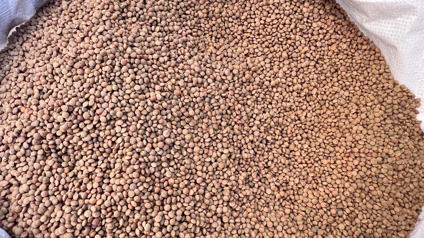 588 üreticiye yüzde kırmızı mercimek tohumu dağıtıldı!