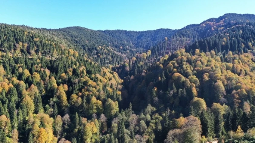 738 bin hektarlık alanda bakım ve gençleştirme çalışması yapıldı! Ormanların bakımı için 2,3 milyar lira harcandı