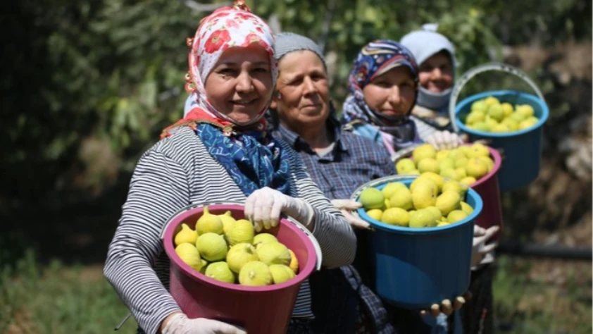 AB tescilli Aydın incirinde bunaltıcı sıcağa rağmen umutlu hasat