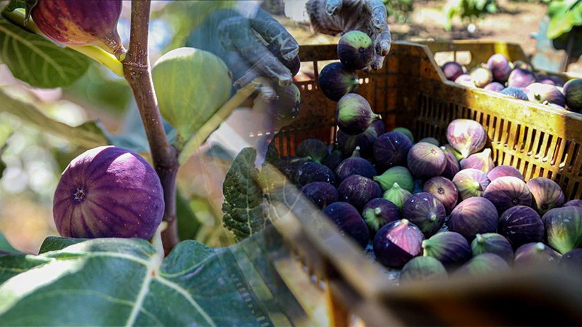 AB tescilli Bursa siyah incirinde yeni ihracat hedefi belli oldu