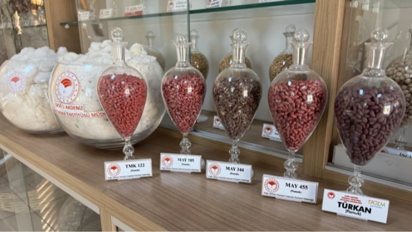 Adana’da geliştirilen yerli tohumlar 13 ülkeye ihraç ediliyor!