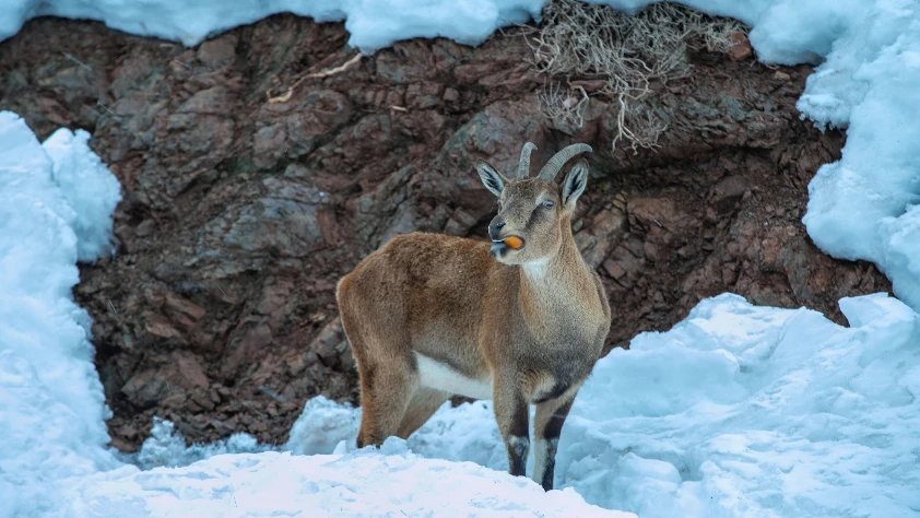 Adıyaman’da kar nedeniyle dağ keçileri için yem bırakıldı